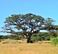 Image result for Acacia erioloba
