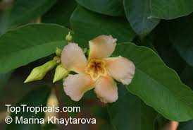 Image result for Marsdenia macrantha