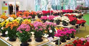 Anthurium mini bunga pink /bibit tanaman hias bunga antorium. Jual Benih Bunga Hias Tanaman Sayur