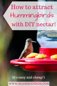 The Easiest Homemade Hummingbird Food Recipe Recipe Homemade Hummingbird Food Hummingbird Food Diy Hummingbird Food