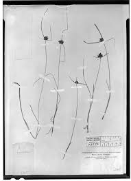 Image result for Pycreus niger