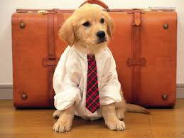 While this courier service in bangalore allows the movement of a wide variety of things, here is something customers need to be aware of businesses are walking the extra mile to become everybody's favourite courier service in bangalore. How Do Pet Relocation Service Providers Justify Their Costs Quora