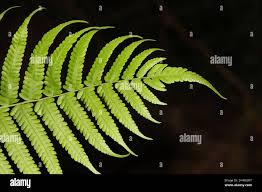 Image result for Christella dentata