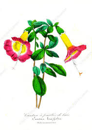 Image result for Cantua