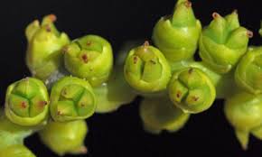 Image result for Stadmannia oppositifolia