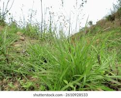 Image result for Alloteropsis semialata