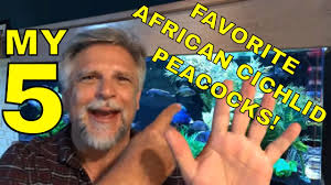 5 African Cichlid Peacocks