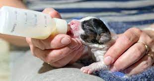 Fading Puppy Syndrome Prevention And Treatment Animalso