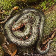 Mud Snake Farancia Abacura Beautiful Snakes Snake Colorful Snakes