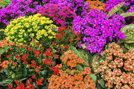 3 Variedades De Kalanchoe Jardinatis Plantas Jardin Jardineria Plantas