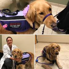 When is vca eye clinic in san diego open? Acvo Stokesrx Celebrates 10 Years Of Free Eye Exams Service Animal Eye Exam