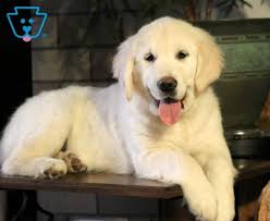 Maybe you would like to learn more about one of these? English Cream Golden Retriever Puppies For Sale Puppy Adoption Keystone Puppies Golden Retriever Dogs Golden Retriever Labrador Retriever Puppies