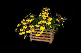 Image result for Ozoroa gomesiana