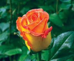 Check spelling or type a new query. Flowers Rose Long Kerio 25 Stem