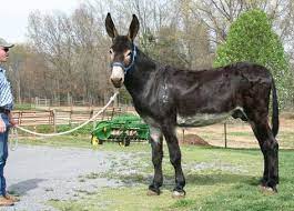 900 Dam Ideas In 2021 Donkey Horses Animals