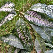 Silver leaf is a fungal disease of the wood and leaves of some trees, especially plums, apples, apricots and cherries. Thrips Damage To Plants Symptoms Pictures Of Thrips Caused Damage