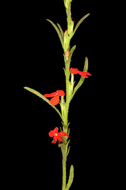 Image result for Striga asiatica