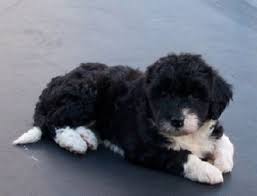 21 Unreal Poodle Cross Breeds You Have To See To Believe Border Collie Poodle Poodle Cross Breeds Poodle Mix Puppies Collie Poodle Mix