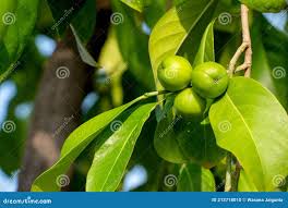 Image result for Suregada