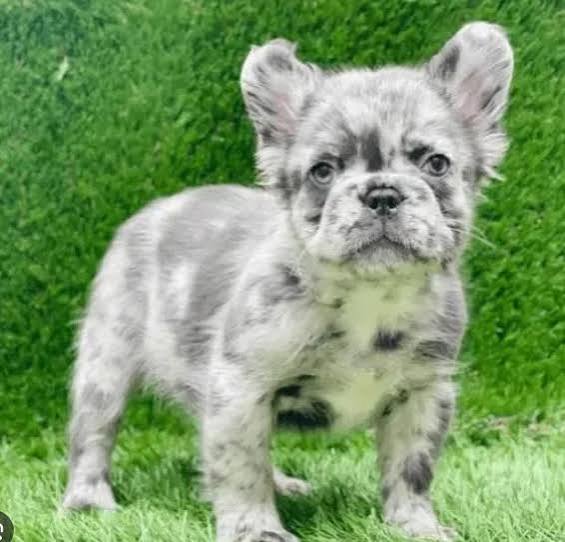 long hair frenchie