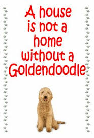 Let your mind go and color in the doodle with our free doodle coloring pages. 150 F1b Mini Goldendoodles Ideas Mini Goldendoodle F1 Mini Goldendoodle Goldendoodle