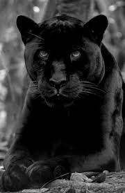 Black And White Animal Photography Black And White Animal Photographs Panther Cat Black Panther Cat Animals