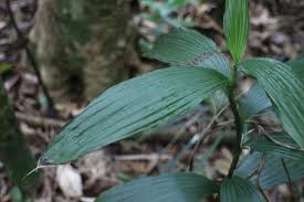 Image result for Corymborkis