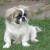 Full Grown Pekingese Shih Tzu Mix