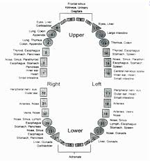 Meridian Energy Lines Are Connected To Our Teeth Meridian