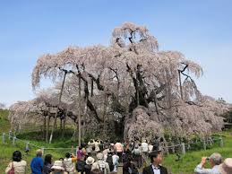 青森 岩手 秋田 宮城 山形 福島. ç¦å³¶çœŒ Wikipedia