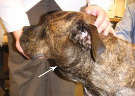 This is a type of cancer that usually how well any dog will respond to therapy is difficult to generalize. Canine Lymphoma College Of Veterinary Medicine Purdue University