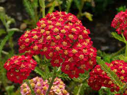 Achillea Millefolium Paprika Paprika Yarrow World Of Flowering Plants Achillea Millefolium Achillea Plants