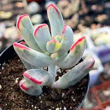 Image result for Cotyledon orbiculata