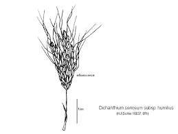 Image result for Dichanthium sericeum