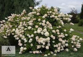 Image result for Hugonia grandiflora