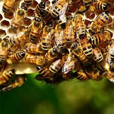 Western offers all the training and tools you will need to be a successful part of the rollins team. Urgent Pest Control Near Me Residential Pest Control Near Me Bed Bugs Service Near Me Termite Pest Control Ne Best Pest Control Termite Control Pest Control