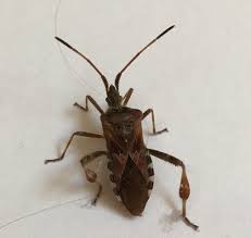 Käfer in der wohnung erkennen und bekämpfen. Kafer Die Meistgelesenen Fragen