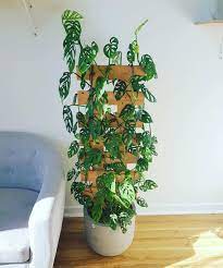 We did not find results for: I Love The Idea Of Adding A Bamboo Or Wooden Trellis For Climbing To A Potted Plant Indoor Plant Trellis Potted Plant Trellis Plants
