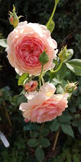 Transplanting roses pruning roses floribunda roses shrub roses epsom salt for roses comment planter des roses ground cover roses rosa rose david austin roses. William Morris David Austin Rose Rose Garden Design David Austin Roses Garden David Austin Roses