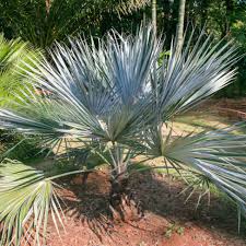 Image result for Barleria superata