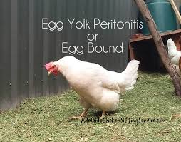 Check spelling or type a new query. Blog Adelaide Chicken Sitting Service
