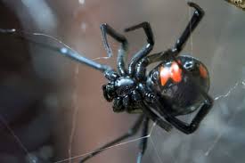 A cousin of the black widow, steatoda nobilis has infiltrated these shores and is spreading everywhere. Meet The Deadliest Spiders In Tennessee U S Pest Protection