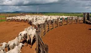 We at ranchworldads.com are working every day to be your ranch classifieds, and the very best place for you to buy or sell quarter horses, paint horses, ranch horses, rope horses, rodeo horses, barrel horses, cutting horses, reining horses, cow horses, not to mention alfalfa hay, timothy hay, bermuda hay, cattle, cattle ranches, horse ranches, or sell a livestock brand, or just find a ranch job. Brazilian Beef Supply Chain Under Pressure Amid Worsening Esg Impacts Chain Reaction Research Sustainability Risk Analysis