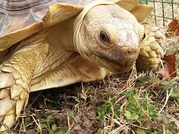 I would like to know what other people, that have large sulcatas, use for their water source. How To Care For Your Sulcata Tortoise Pethelpful