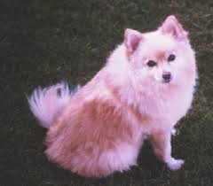 Ultimately zane, as you can probably tell, the record is about having a lot of fun and just trying to. Our Pomeranians