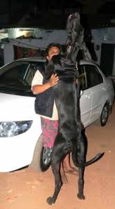 The great dane puppies can now be bought easily in perfect condition. Buy Kci Registered Puppies From Verified Dog Breeders In India