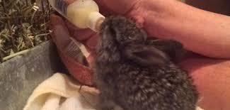 What to feed baby rabbits. How Do I Hand Feed A Baby Rabbit Rabbitpedia Com