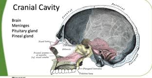 7 Body Cavities And Viscera Flashcards Quizlet