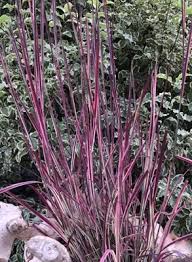 Image result for Schizachyrium claudopus