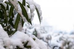 Erfahren sie bei plantopedia, was sie bei der überwinterung von oleander im keller oder im freien beachten sollten. Oleander Uberwintern Warum Nicht In Der Wohnung